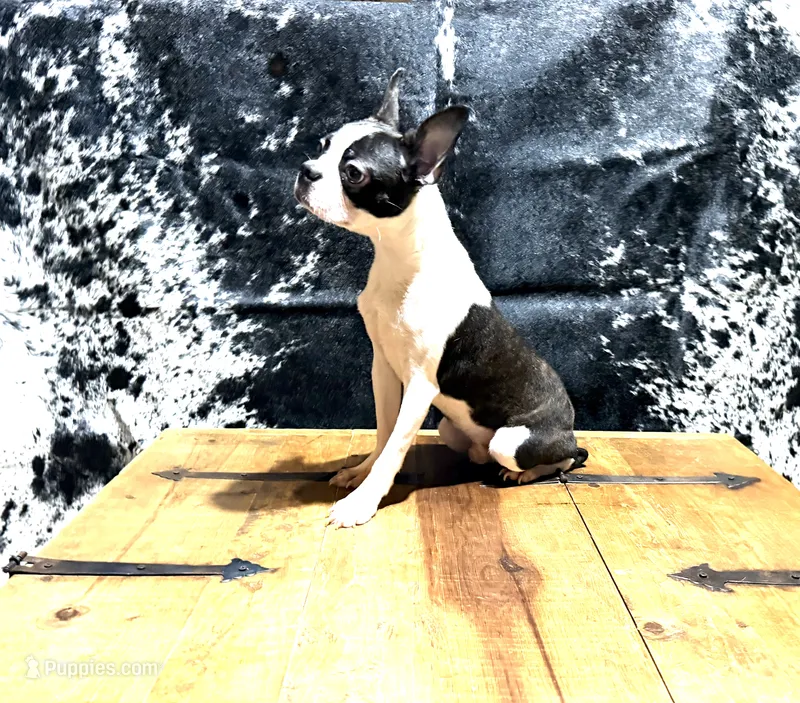 Blackwell – Boston Terrier puppy for sale in Fort Worth, TX