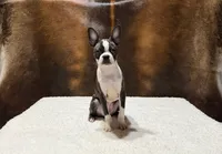 Midnight, a male Boston Terrier for sale in Fort Worth, TX – 3 of 3