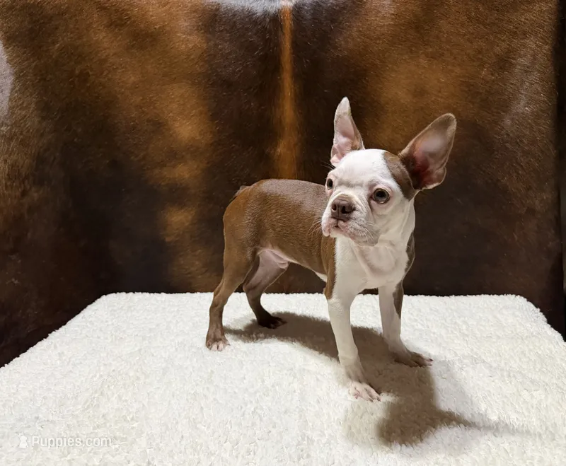 Copper  – Boston Terrier puppy for sale in Fort Worth, TX