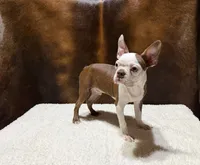 Copper , a male Boston Terrier for sale in Fort Worth, TX – 3 of 3