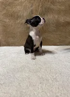 Midnight, a male Boston Terrier for sale in Fort Worth, TX – Photo 2 of 3