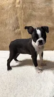 Midnight, a male Boston Terrier for sale in Fort Worth, TX – Photo 1 of 3