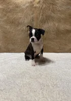 Midnight, a male Boston Terrier for sale in Fort Worth, TX – Photo 3 of 3