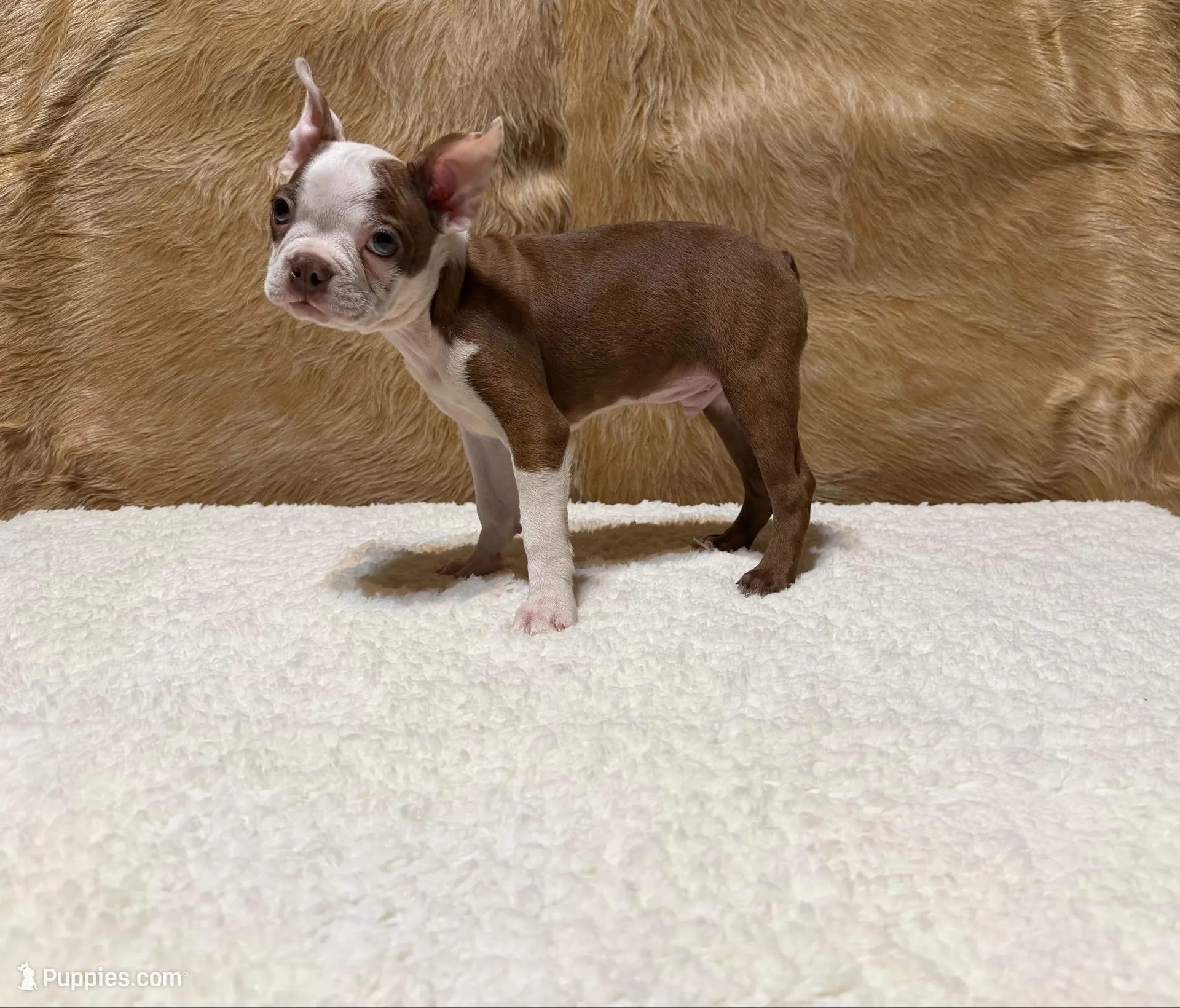 Russet, a male Boston Terrier for sale in Fort Worth, TX – Photo 3 of 3