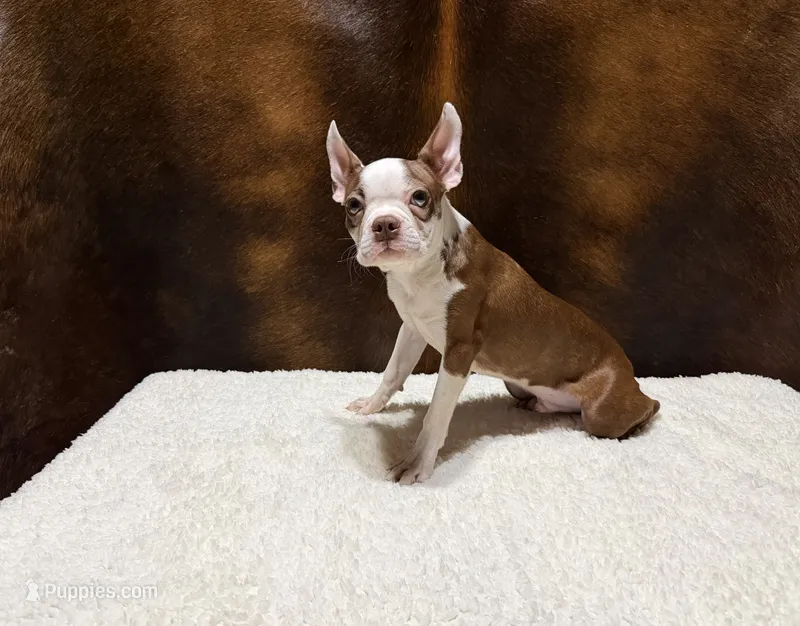 Russet Hold – Boston Terrier puppy for sale in Fort Worth, TX