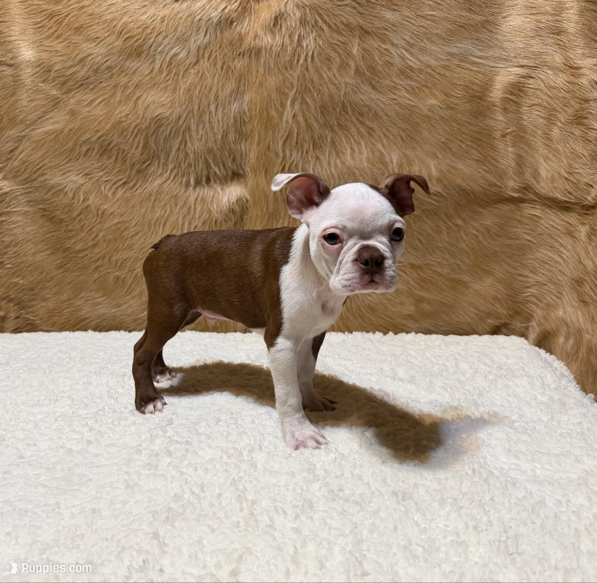 Copper, a male Boston Terrier for sale in Fort Worth, TX – Photo 4 of 5