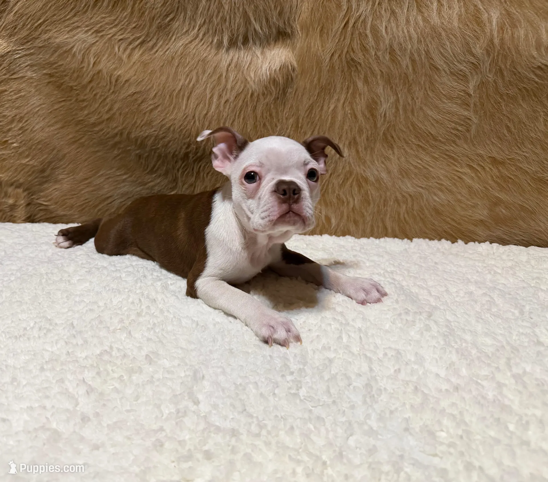 Copper, a male Boston Terrier for sale in Fort Worth, TX – Photo 5 of 5