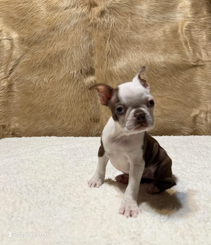 Amber – Boston Terrier puppy for sale in Fort Worth, TX