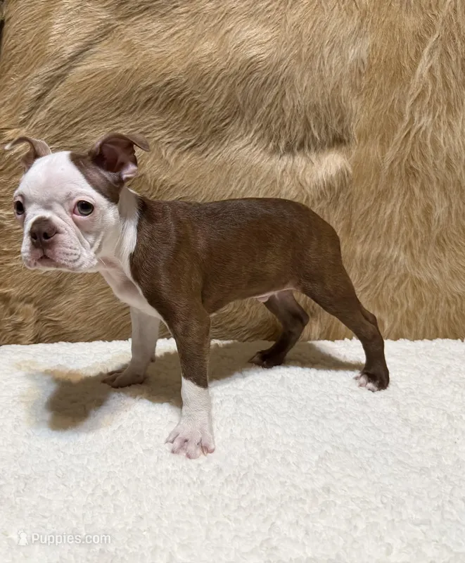Copper – Boston Terrier puppy for sale in Fort Worth, TX