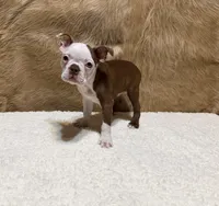 Copper, a male Boston Terrier for sale in Fort Worth, TX – Photo 2 of 5