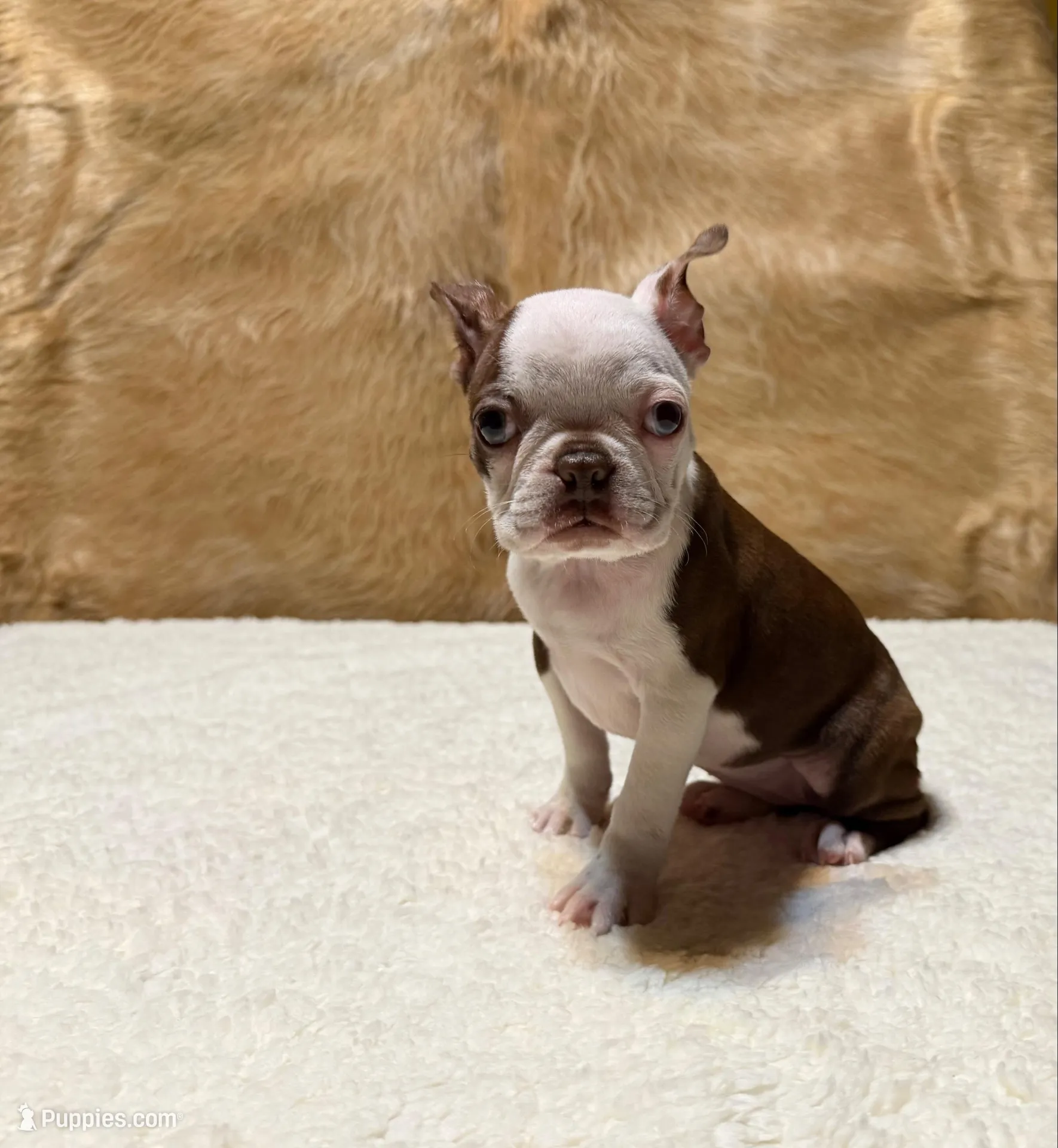 Amber, a female Boston Terrier for sale in Fort Worth, TX – Photo 3 of 3