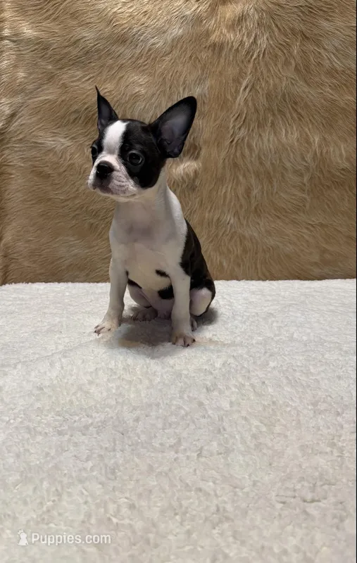 Blackjack – Boston Terrier puppy for sale in Fort Worth, TX