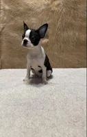 Blackjack, a male Boston Terrier for sale in Fort Worth, TX – Photo 3 of 3