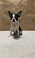 Blackjack, a male Boston Terrier for sale in Fort Worth, TX – Photo 2 of 3