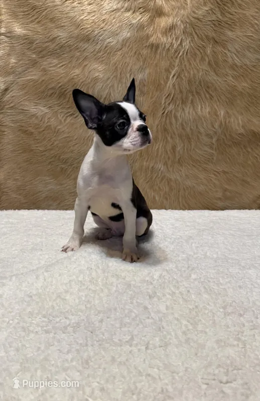 Blackjack – Boston Terrier puppy for sale in Fort Worth, TX