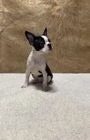 Blackjack, a male Boston Terrier for sale in Fort Worth, TX – Photo 1 of 3