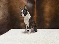 Midnight, a male Boston Terrier for sale in Fort Worth, TX – 1 of 3