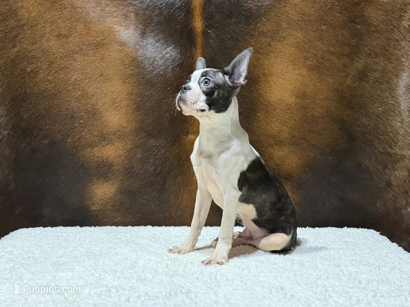 Blackwell – Boston Terrier puppy for sale in Fort Worth, TX