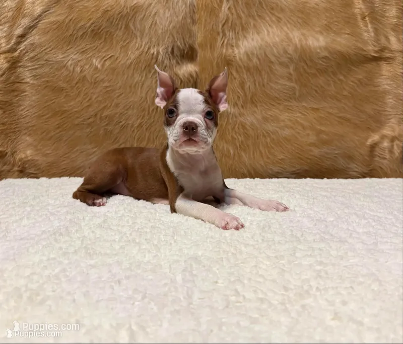 Russet – Boston Terrier puppy for sale in Fort Worth, TX