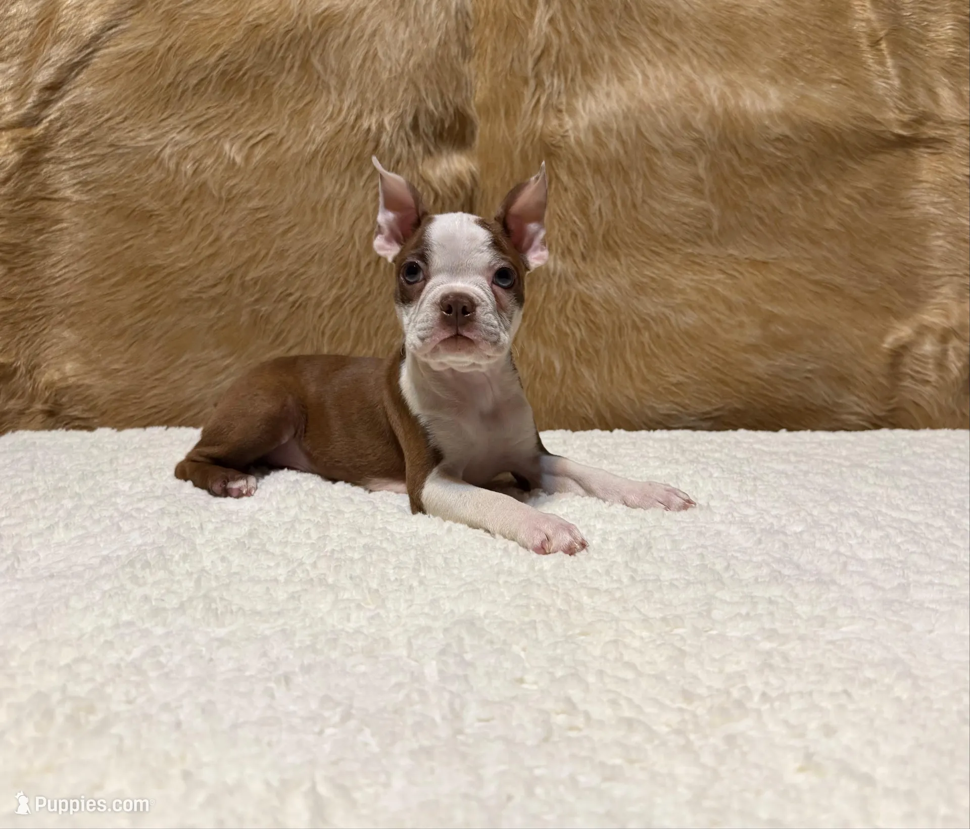 Russet, a male Boston Terrier for sale in Fort Worth, TX – Photo 2 of 3
