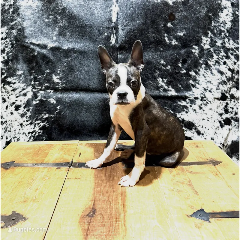 Midnight – Boston Terrier puppy for sale in Fort Worth, TX