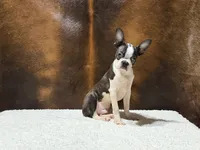 Blackwell, a male Boston Terrier for sale in Fort Worth, TX – 2 of 3