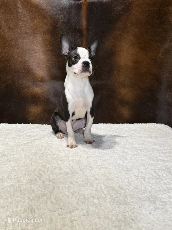 Gunsmoke – Boston Terrier puppy for sale in Fort Worth, TX