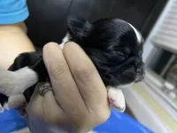 Star, a male Shih Tzu for sale in Mobile, AL – 3 of 3