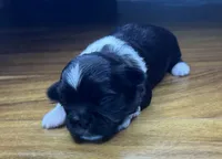Star, a male Shih Tzu for sale in Mobile, AL – 2 of 3