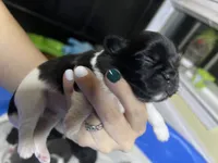 Knight, a male Shih Tzu for sale in Mobile, AL – 2 of 2