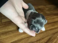Blue, a male Shih Tzu for sale in Mobile, AL – 3 of 3