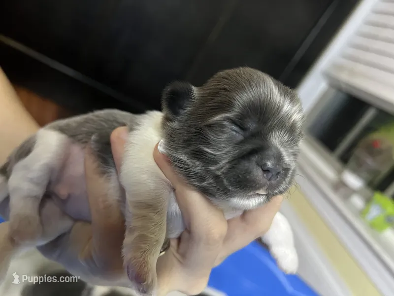 Blue – Shih Tzu puppy on hold in Mobile, AL