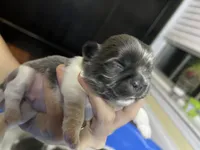 Blue, a male Shih Tzu for sale in Mobile, AL – 2 of 3