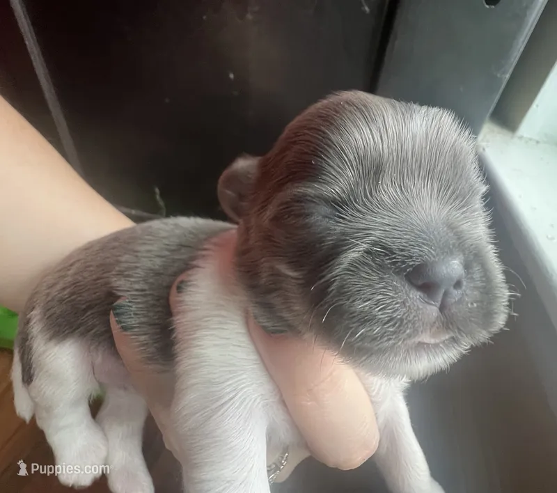 Blue – Shih Tzu puppy for sale in Mobile, AL