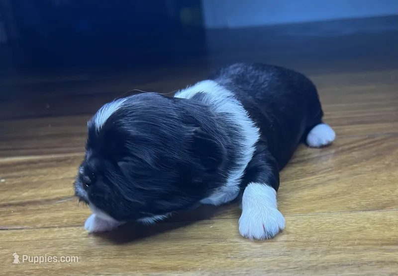 Star – Shih Tzu puppy for sale in Mobile, AL
