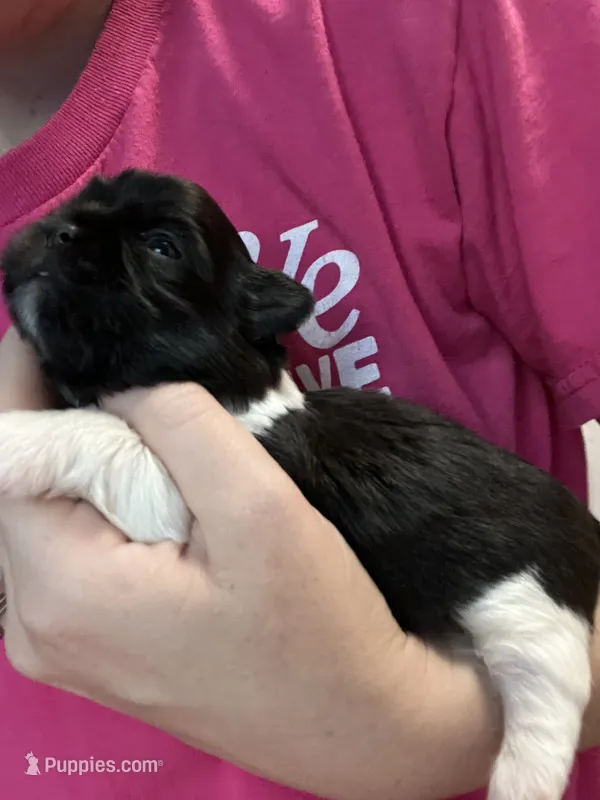 Knight – Shih Tzu puppy for sale in Mobile, AL