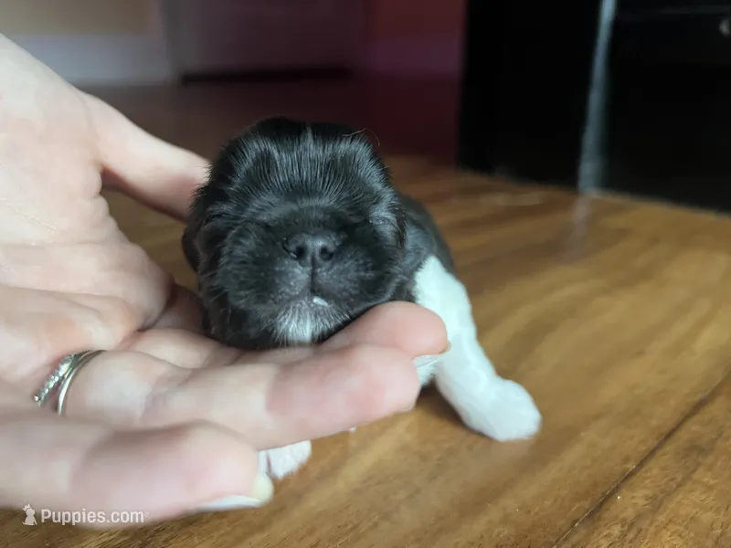 Knight – Shih Tzu puppy for sale in Mobile, AL