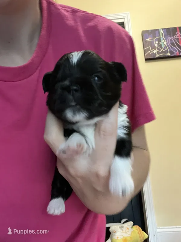 Star – Shih Tzu puppy for sale in Mobile, AL