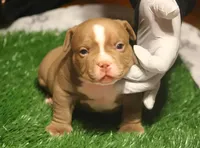 Micro Bullys , a male American Bully for sale in Lapeer, MI – Photo 1 of 5