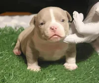 Micro Bullys , a male American Bully for sale in Lapeer, MI – Photo 2 of 5