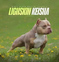 Micro Bullys , a male American Bully for sale in Lapeer, MI – Photo 5 of 5