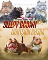 Micro Bullys , a male American Bully for sale in Lapeer, MI – Photo 3 of 5