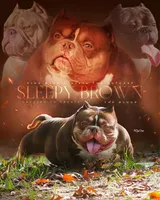 Micro Bullys , a male American Bully for sale in Lapeer, MI – Photo 4 of 5