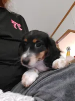 Cooper, a male Dachshund for sale in Warrensburg, MO – Photo 3 of 3