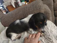 Cooper, a male Dachshund for sale in Warrensburg, MO – Photo 2 of 3