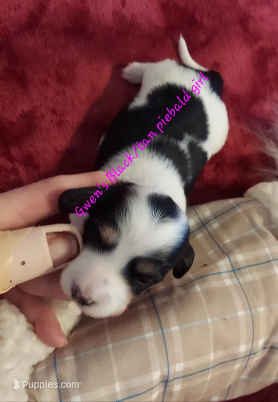 GWEN'S B/C pie girl (hold)