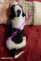 GWEN'S B/C pie girl (hold), a female Dachshund for sale in Warrensburg, MO – Photo 2 of 3