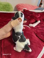 GWEN'S B/C pie girl (hold), a female Dachshund for sale in Warrensburg, MO – Photo 3 of 3