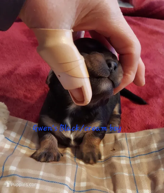 GWEN'S BLACK/CREAM boy AKC