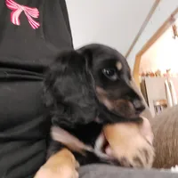 OREO,  G1. AKC, a female Dachshund for sale in Warrensburg, MO – Photo 1 of 6